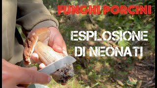 Funghi Porcini  Esplosione di Neonati  Settembre 2024 [upl. by Beisel915]