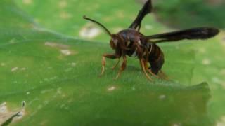 Wasp Mimic Clearwing Moth [upl. by Jillana510]