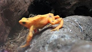 Extinct in the wild  Panamanian Golden Frog [upl. by Ahsilet864]