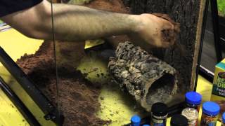 How to Create Amazing Terrariums using Zoo Med Excavator Clay Burrowing Substrate  Big Als [upl. by Adlin]