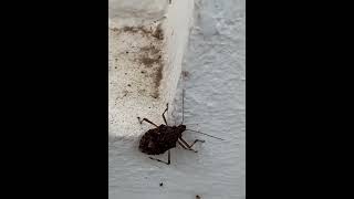 Brown marmorated stink bug insects nature [upl. by Ikik]