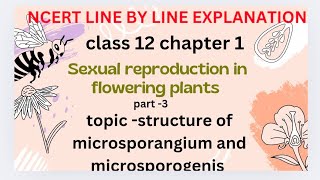 structure of microsporangium and microsporogenis  SEXUAL reproduction in flowering plants NCERT [upl. by Evalyn]