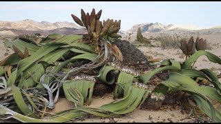 Quran 3762 welwitschia is zaqoom tree [upl. by Wendalyn114]