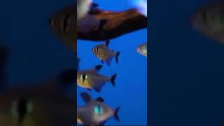 Black Phantom Tetra tetra fish youtube youtubeshorts [upl. by Hadsall480]