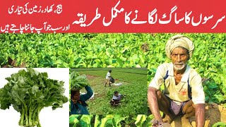 How to Grow Mustard plants commercially  SARSON Ka SAAG kesy ki KHETI [upl. by Jahdol]