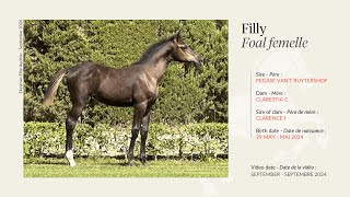 Lot 13  Filly  Pegase vant Ruytershof x Clarestia C by Clarence I [upl. by Bratton]