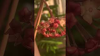 Хойя Латіфолія цвітіння Hoya Latifolia bloom [upl. by Shirk]