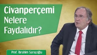 Civanperçemi Nelere Faydalıdır  Prof İbrahim Saraçoğlu [upl. by Spears]