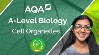 AQA A Level Biology Cell Organelles [upl. by Ultan]