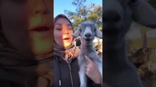 Bi de bayıl istersen oğlak vlog köy köyhayatı goat [upl. by Cherilyn]