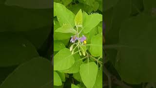 Solanum pubescens Family Solanaceae [upl. by Adnarram]