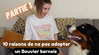 Les 10 raisons de ne pas adopter de Bouvier Bernois  Partie 1 [upl. by Nirrak]