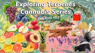 Exploring Terpenes  Cannabis Series [upl. by Uyekawa]