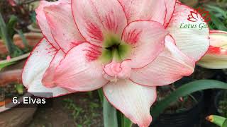 9 beautiful amaryllis  Hippeastrum varieties you should collect [upl. by Giliane]