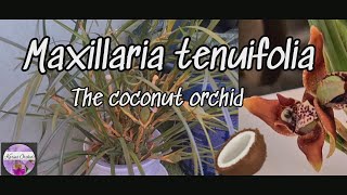 🍀 Maxillaria tenuifolia  Care tips and repotting Carecollab [upl. by Yand]