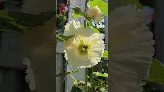 Stunning Hollyhocks  August 9th 2024 [upl. by Ahsenrac]