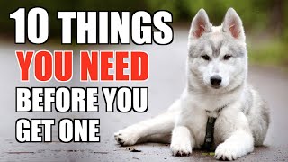 10 Things YOU NEED TO HAVE When You Get A Husky Puppy UPDATED GUIDE FOR BEGINNERS [upl. by Ahcarb]