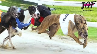 Greyhound Dog Racing  Track Race 320m [upl. by Nylecoj]