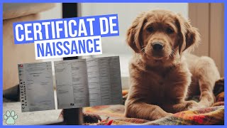 Le Certificat de Naissance dun chien [upl. by Slorac]