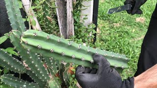 Cómo reproducir CACTUS por ESQUEJES  Paso a paso videotutorial 🔪🌵 [upl. by Mohr258]