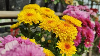 Beautiful Chrysanthemum Flowers Care Tips amp Colorful Blooms [upl. by Pacheco520]