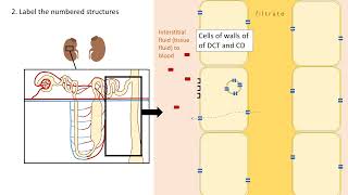 ADH and osmoregulation A level Biology [upl. by Gruchot]