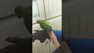 pineapple conure tamed [upl. by Hofmann]