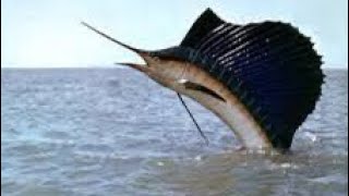 The Sailfish Fastest Animal Underwater [upl. by Laurentium282]