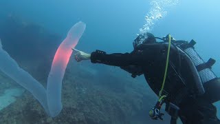 Pyrosome in Tenerife Rare sighting of 5m Pyrosoma Atlanticum scuba diving in the Canary Islands [upl. by Drusi]