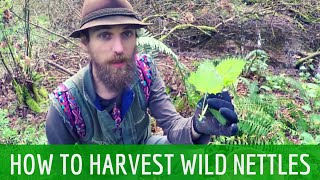 How to Harvest Wild Stinging Nettles  Harmonic Arts [upl. by Milinda]