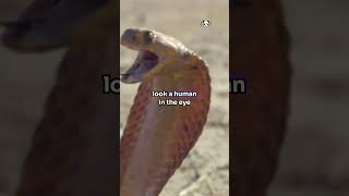 Cobras Are Amazing viralvideo facts animalcuriosities animalfacts wildlife [upl. by Isej]