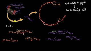 Multiple cloning sites amp restriction enzymes  Biotechnology  Biology  Khan Academy [upl. by Rickart]