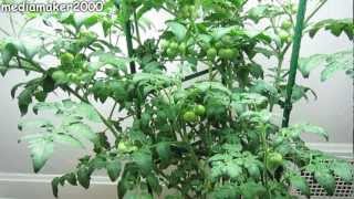 Easy Hydroponic Tomato  No Pumps Final Report  Experiment DIY [upl. by Nimajeb]