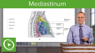 Mediastinum Lungs mediastinum and cardiac valves – Anatomy  Lecturio [upl. by Fanchon]