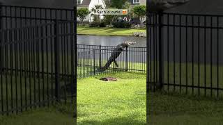 Alligator easily climbs fences in the backyard of suburban homes This is not Florida surprisingly [upl. by Hgieleak96]