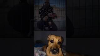 Brisa Dog 🐶 shorts youtubeshorts doglover subscribe shortvideo [upl. by Ahsekan]