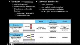 Immunology innate immunity the Cell Adhesion Molecules [upl. by Atipul]