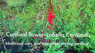 Cardinal Flower Lobelia Cardinalis medicinal uses and new drying method [upl. by Oeak]