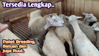 Tersedia Lengkap Tinggal Pilih Harga Paket Breeding Harga Rutrutan Harga Satuan Semua Ada [upl. by Eidnac459]