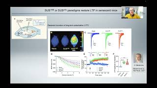 Juergen Goetz LowIntensity Ultrasound Restores LongTerm Potentiation and Memory in Senescent Mice [upl. by Pantin429]