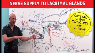 Nerve supply to Lacrimal Glands  Neuroanatomy [upl. by Ikkela]