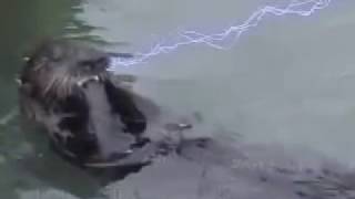 VICIOUS SEA OTTER ATTACK   CAUTION  GRAPHIC CONTENT  MUST SEE UpDated [upl. by Elvis]