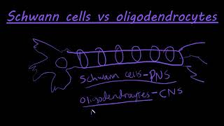 The difference between schwann cells and oligodendrocytes [upl. by Grayson]