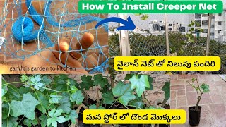 నైలాన్నెట్ తో నిలువు పందిరి ఎలా  Creeper net for Vertical Trellis  మన స్టోర్ లో దొండ మొక్కలు [upl. by Anivram]