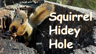 Squirrel Hidey Hole [upl. by Phelgen]