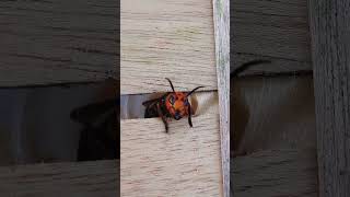 Worlds Largest Hornet The Asian Giant Hornets Narrow 10mm04quot Gap Challenge [upl. by Ainirtak]