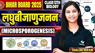 लघुबीजाणुजनन Microsporogenesis  Class 12th Biology by Shalini Maam  Bihar Board [upl. by Janenna]