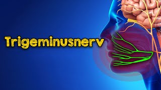 Trigeminusnerv Wo er ist warum er schmerzt und wie man die Schmerzen endgültig beenden kann [upl. by Ylime]