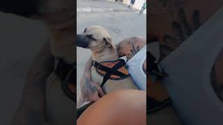 Perrita recibió un machetazo en la nariz subscribe [upl. by Adnarom]