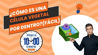 ¿Cómo es una célula vegetal por DENTRO  FÁCIL [upl. by Ydde]